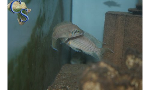 Neolamprologus pulcher red spot